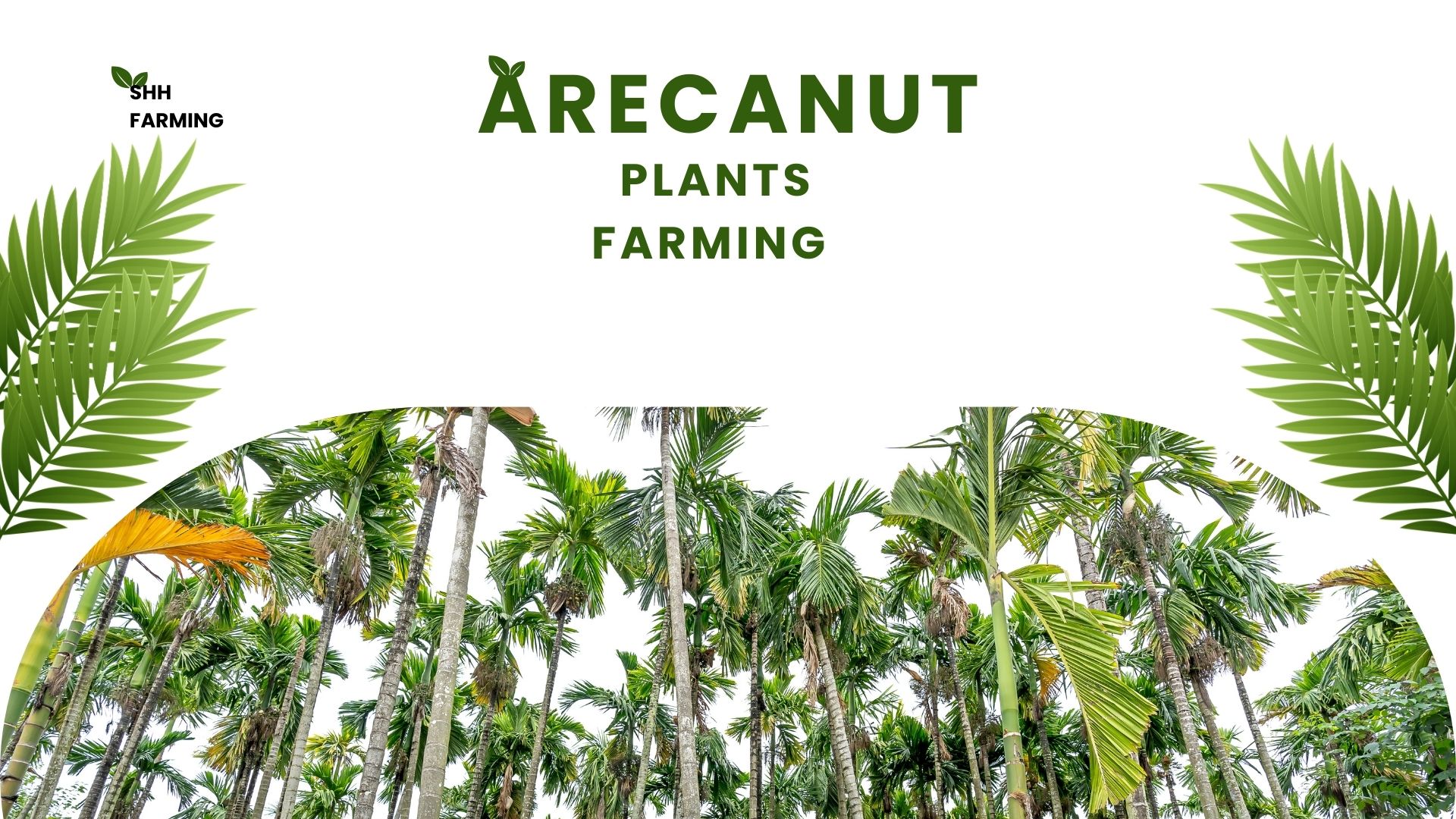 ARECANUT FARMING