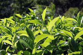 Tea plant