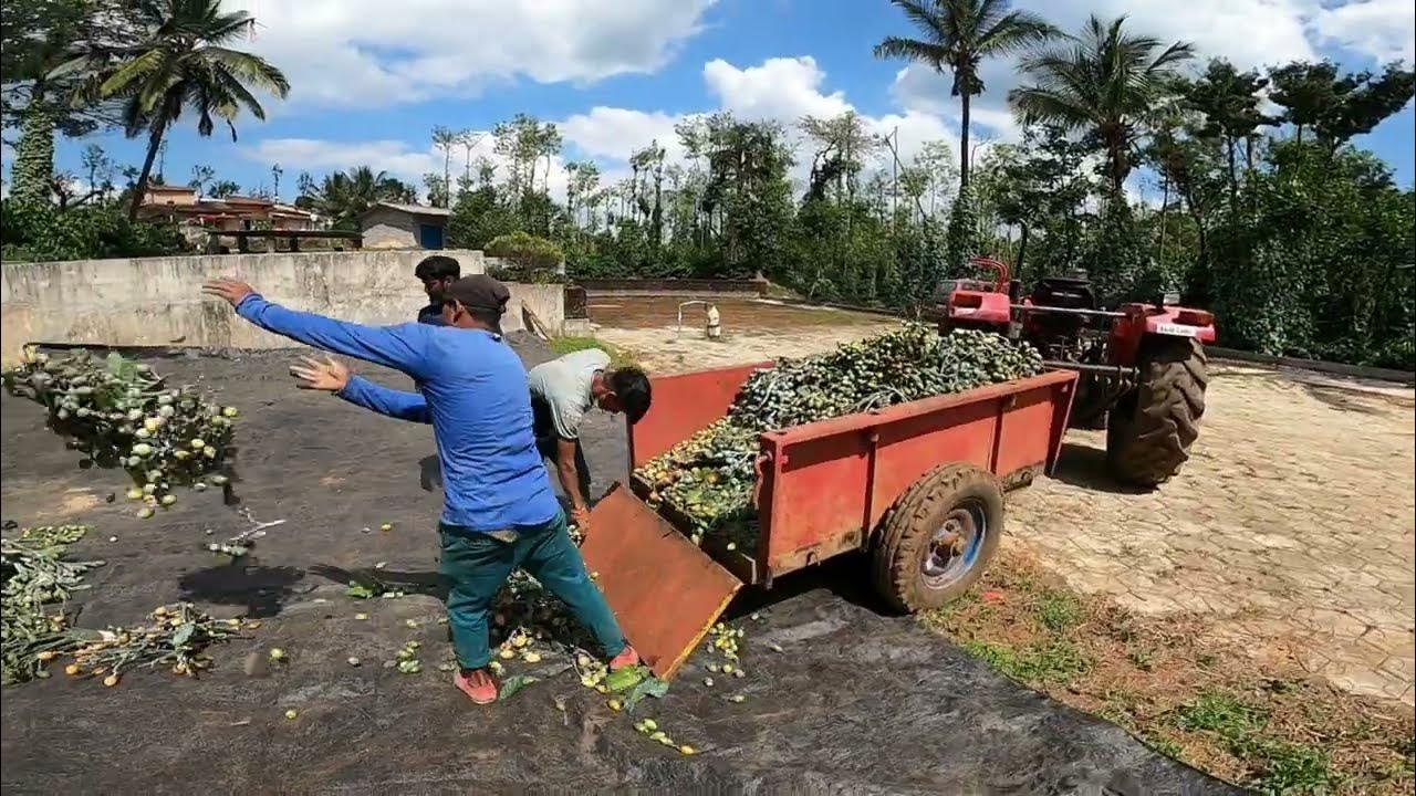 arecanut harvesting