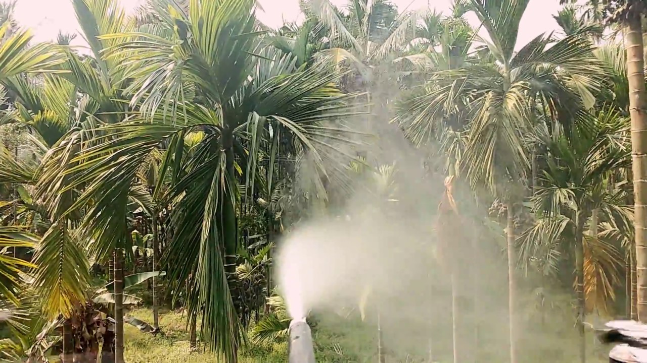 arecanut plant spraying