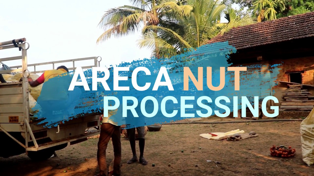 arecanut processing